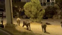 Ayvalık’ta yaban domuzları şehre iniyor
