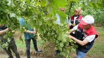 Samsun’da fındıkta rekolte mesaisi: Bahçelerde sayım başladı