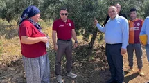 Buldan’da zeytin sineğine karşı fenomen tuzak dağıtıldı