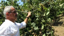 Fındıkta hasat öncesi fiyatlar geriledi, gözler alım fiyatında