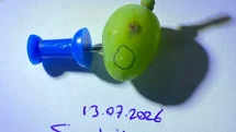 Sarıgöllü üzüm üreticilerine kritik uyarı