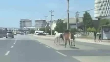Bursa’da başıboş atlar trafiği tehlikeye attı