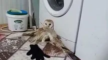 Yaralı baykuş tedavi altına alındı