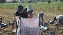 Amasya’da patates hasadı başladı: 130 bin ton rekolte bekleniyor