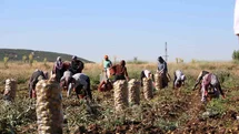 Afyonkarahisar'da Patates Hasadı Başladı