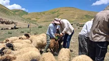Yüksekova'da Hayvan Aşılama Çalışmaları Devam Ediyor
