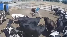 Konya'da Boğa Saldırısı Tehlikesi