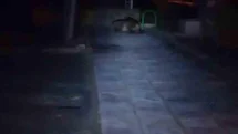 Bolu'da Çocuk Parkına Ayı Girdi