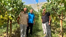 Manisa'da Üzüm Hasadı Başladı