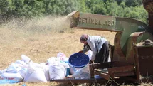 Hatay'da Çiftçilerin Zorlu Hasat Mesaisi