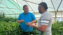 Manisa'da Emcelli Biber Hasadı Devam Ediyor