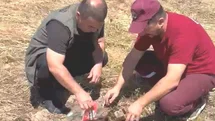 Kütahya Emet'te Kurtarılan Kaplumbağa