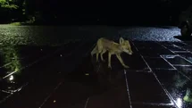 Kars'ta Yağmur Altında Tilkiyi Beslediler