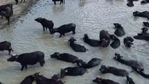 Kütahya'da Manda Yetiştiriciliği Desteği