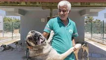 Mersin'de Sahipsiz Hayvanlar Tedavi Oluyor