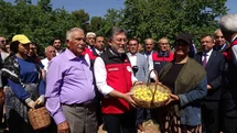 Malatya'da Kayısı Hasadı Başladı