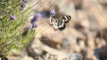 Elazığ'da Lavanta ve Kelebeklerin Görsel Şöleni