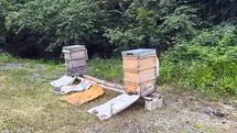 Giresun'da Arıların Durumu Endişe Verici