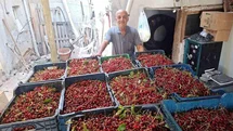 Hisarcık'ta Vişne Alımları Başladı