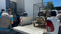 Kayseri'de Yaban Kuşları Doğaya Salındı