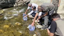 Kastamonu'da İlişi Çayı'na Alabalık Salımı