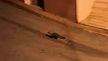 Samsun'da Geceleri Sansarlar Görülüyor