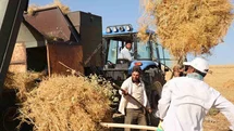 Diyarbakır'da Sıcak Hava ve Hasat Zorluğu