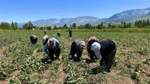 Erzincan’da kadın tarım işçileri kavurucu sıcakta pancar mesaisi yapıyor