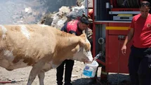 Muğla'da İnekler İçin Temiz Su Temin Edildi