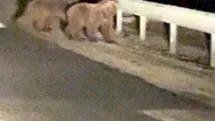 Gece sürprizi: İki ayı yavrusu kamerada