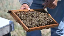 Manisa’da Arıcılığa Destek Projeleri