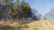 Diyarbakır'da Ağaçlık Alanda Yangın