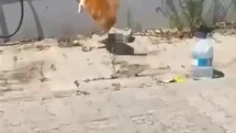 Tekirdağ'da Kedi ve Yılan Kavgası Görüntülendi