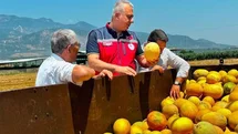 Kırıkhan Kavununda Hasat Devam Ediyor