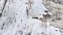 Elazığ'da Dağ Keçileri Dronla Görüntülendi