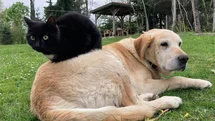 Düzce'den Kedi ve Köpek Maması İhracatı
