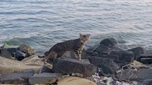 Tekirdağ Sahili Kedilere Emanet Kaldı