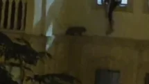 Mardin’de mahsur kalan kedi kurtarıldı