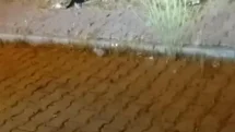 Elazığ'da Kedi ve Yılanın Mücadelesi