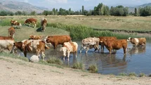 Erzincan'da İnekler Suya Girdi
