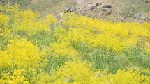 Şırnak Yaylalarında Renk Şöleni