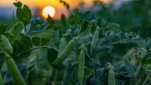 SuperFresh'in Hasat Dönemi Devam Ediyor
