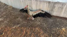 Konya'da Leyleği İtfaiye Kurtardı