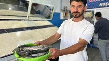 Van'da İnci Kefali Satışları Başladı