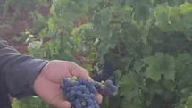 Çermik'te Üzüm Hasadı Başladı