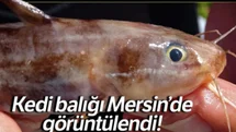 Mersin sahillerinde zehirli çizgili kedi balığı uyarısı