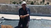 Diyarbakır Çermik'te Dut Sezonu Başladı