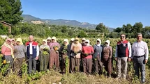 Aydın'da Tütün Kırımı Başladı