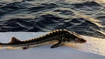 Sinop'ta Balıkçıdan Örnek Davranış