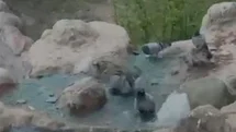 Elazığ'da Güvercinler Sıcaklıktan Kaçtı